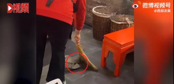 谭鸭血火锅店天降老鼠砸到食客,食安部门已介入!【三分钟法治新闻全知道】