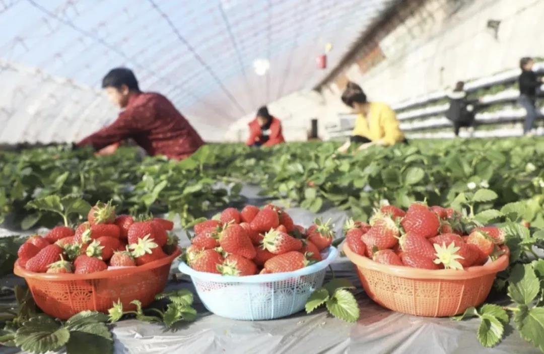 ●老鼠作孽,别让草莓背锅 ● 知网降价:运营逻辑不改,收费上小修小补恐怕不够