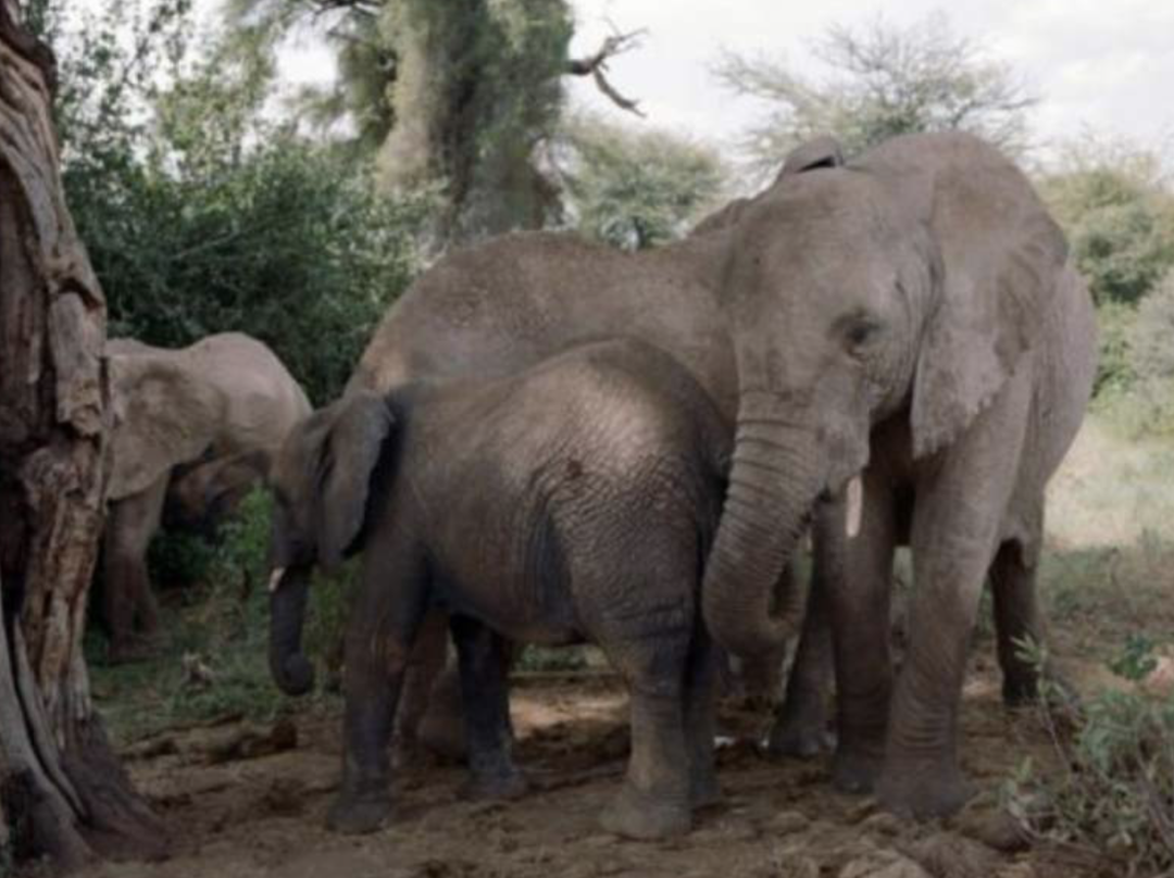 ● 对“网售野生大象”的创意不能一笑了之 ● “反向抹零”被罚,给商家敲响警钟