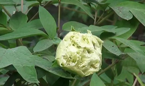 洛阳一株价值10多万元的绿牡丹被偷?公园回应【三分钟法治新闻全知道】